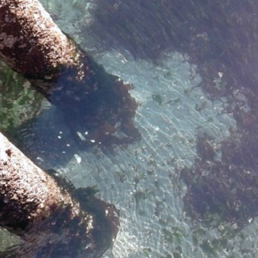 Photo of eelgrass and macroalgae growing near Fauntleroy ferry terminal