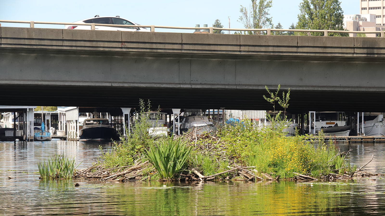 A photo shows the Portage Bay beaver lodge, which is located between the Portage Bay Bridge and the Montlake Playfields.